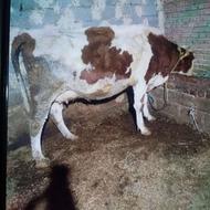 خریدار گاو شیری