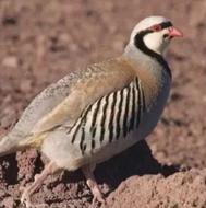 بلدرچین و کبک