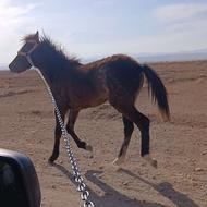 کره 7ماه مادیون