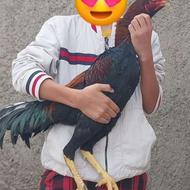 لاری یک جفت