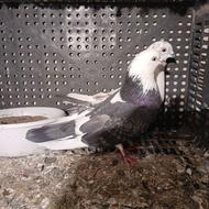 کبوتر پرشی. جفتی