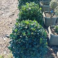 گل و گیاه بیرونی