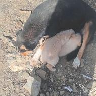 واگذاری رایگان توله سگ سرابی خوشتیپ هیکلی