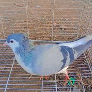 امری سبز کاکلی