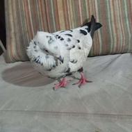 کفتر سوسکی ماده سفید