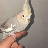 عروس هلندی دست آموز