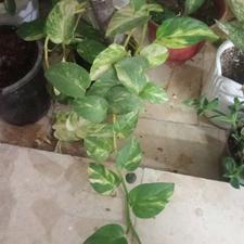 یک عدد گلدان