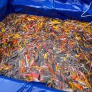 فروش ماهی کوی بال کوچیک