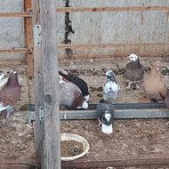 کبوتر پروازی