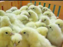 جوجه گوشتی راس در شیپور