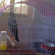 مرغ مینا 2میلیون و 500