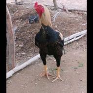 مرغ نسل سندی .............