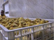 جوجه گوشتی درجه یک در شیپور