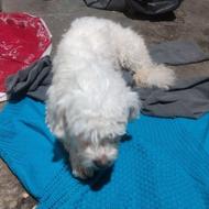 سگ ماده شیتزو تریر