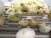 جوجه گوشتی راس فوق سنگین در شیپور