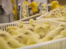 جوجه گوشتی کیفیت عالی جوجه روزمیباشد در شیپور