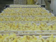 جوجه گوشتی واکسینه شده در شیپور