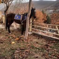 یک عدد اسب کرد مادیون.