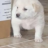 سگ خراسانی توله30روزع واگذاری