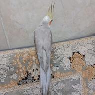 عروس هلندی دستی فروشی