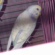 مرغ عشق رینبو اسپانگلی