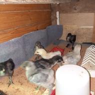 جوجه برهما22 روزه