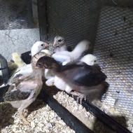 خوخه لاری 5عدد سرو حال