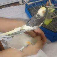 جوجه عروس هلندی