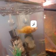 ماهی مولی مولد