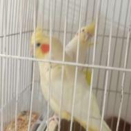 یک جفت عروس هلندی با وسایل