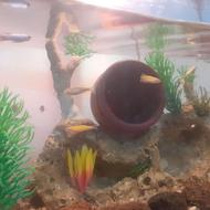 7عدد ماهی زبرا