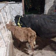 گاو جنگلی با گوساله درجه یک ،