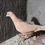 چهار عدد کبوتر