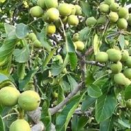 نهال گردو سفید، درخت باکیفیت پوست نازک زودبارده