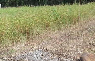 فروش فوری 800 مترر زمین شالیزار