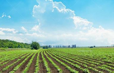 اجاره زمین کشاورزی حاصلخیز در روستای محموداباد سفلی
