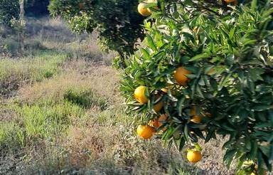 فروش مناسب باغ مرکبات 1000متری بااب وبرق