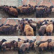 گوسفند کاوی آبستن افشاری سنگین