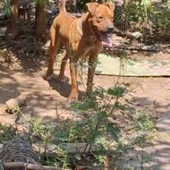 سگ پیتپول عاس واگذارر