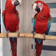 تخم نطفه دار انواع طوطی ها