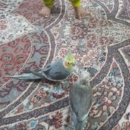 یک جفت عروس هلندی