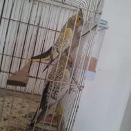 عروس هلندی طاووسی