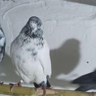 کبوتر یا کفتر پرشی