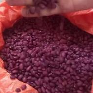 لوبیا قرمز زنجان تازه امسال