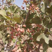 12 هزار متر زمین کشاورزی پسته 12جریب