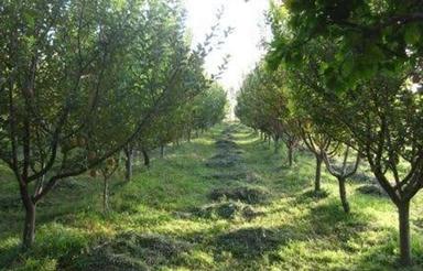 فروش باغ 7 هزار متری