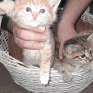 واگذاری رایگان سه گربه