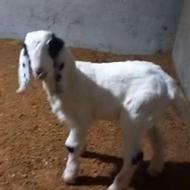 بزغاله پاکستانی نر