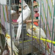 عروس هلندی جوجه جوانه چش شرابی