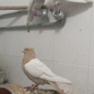 کبوتر رنگی و پلاکی